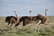 Cape Town Garden Route Safari Adventure 7 Days thumbnail 4