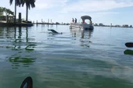 Fort Myers Kayak Sunset Tour in Pelican Bay thumbnail 5
