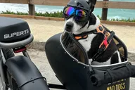 Carmel Electric Bike and Sidecar Tour with Dogs thumbnail 1