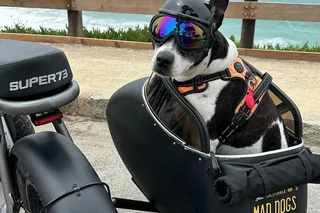 Carmel Electric Bike and Sidecar Tour with Dogs