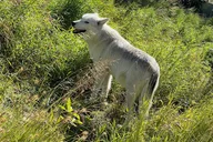 Anchorage Wildlife Sanctuary and Glacier Hike thumbnail 3