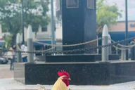Miami Little Havana Walking Tour thumbnail 3