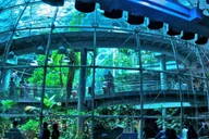 San Francisco NightLife at California Academy of Sciences thumbnail 5