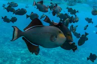 Maui Molokini Snorkel Experience 3.5 Hours thumbnail 6
