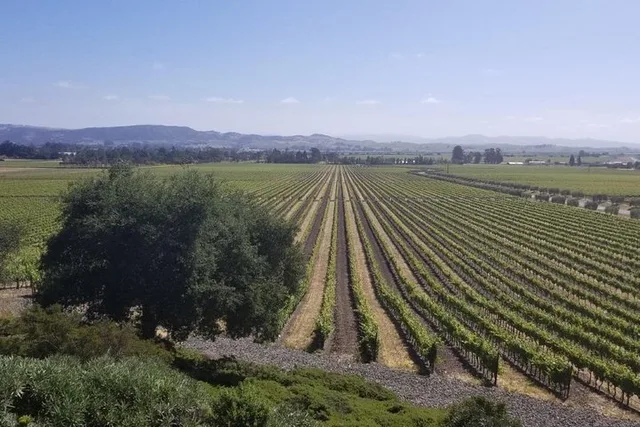 Napa and Sonoma Wine Tour - Image 2