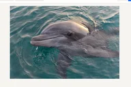 Orange Beach Dolphin Cruise thumbnail 4