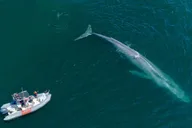 San Diego Whale and Dolphin Watching Speedboat Tour thumbnail 1