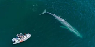 San Diego Whale and Dolphin Watching Speedboat Tour