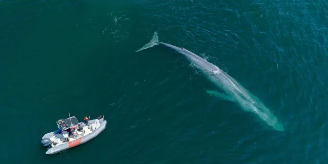San Diego Whale and Dolphin Watching Speedboat Tour - Image 1