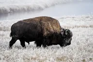 Yellowstone and Utah Winter National Parks Tour thumbnail 2