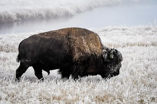 Yellowstone and Utah Winter National Parks Tour - Image 2