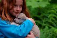 Seward Dog Sled Ride and Kenai Fjords Tour thumbnail 3