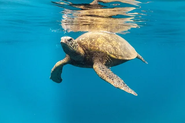 Waianae Dolphin Swim and Snorkeling Safari - Image 6