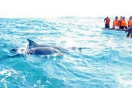 Miami Key West Day Trip with Dolphin Spotting or Snorkeling thumbnail 5