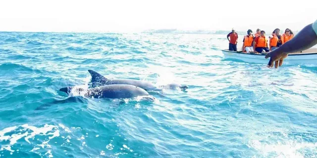 Miami Key West Day Trip with Dolphin Spotting or Snorkeling - Image 5