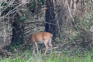 Sarasota Myakka State Park E-bike Safari thumbnail 6