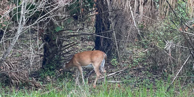 Sarasota Myakka State Park E-bike Safari - Image 6