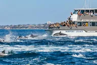 Newport Beach Whale Watching Tour 2 hr thumbnail 1