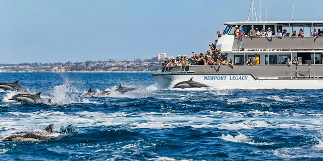 Newport Beach Whale Watching Tour 2 hr - Image 1