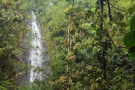 Honolulu Waterfall Hike thumbnail 4