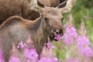 Jackson Grand Teton Wildlife and Scenery Tour 8 hr thumbnail 4