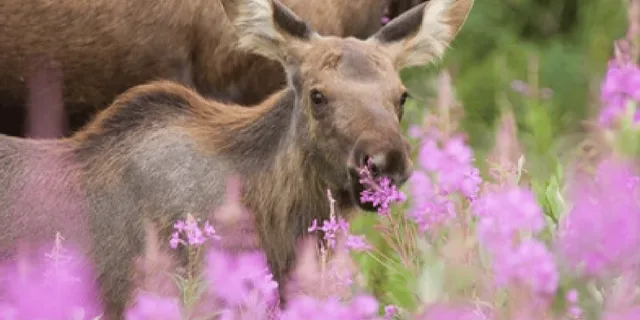 Jackson Grand Teton Wildlife and Scenery Tour 8 hr - Image 4