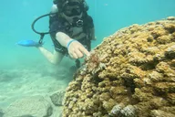 Honolulu Scuba Diving Experience with Video Package thumbnail 3