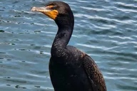 Crystal River Ecological Boat Tour thumbnail 4