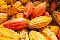Big Island Volcano, Chocolate & Waterfall Adventure thumbnail 6