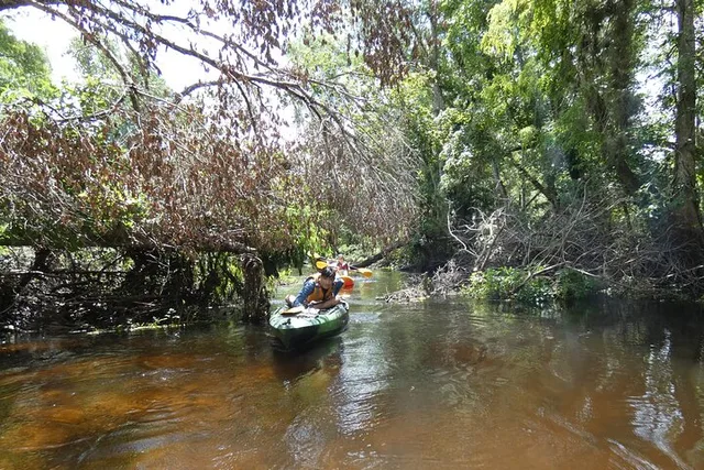 Seminole Forest Kayak Adventure on Blackwater Creek - Image 3