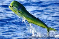 Boca Raton Deep Sea Fishing Trip thumbnail 4