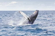 Icy Strait Whale Watching Adventure thumbnail 2