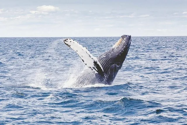 Icy Strait Whale Watching Adventure - Image 2