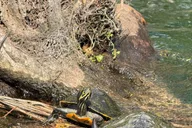 Crystal River Manatee Kayak Tour with Free Photos thumbnail 1
