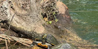 Crystal River Manatee Kayak Tour with Free Photos