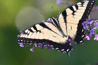 Washington DC Wildlife Photography Tour thumbnail 1