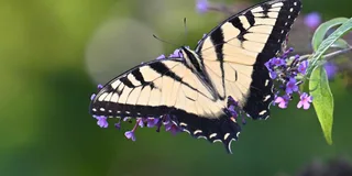 Washington DC Wildlife Photography Tour