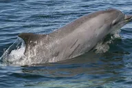 Punta Gorda Boat Tour to Cayo Costa and Cabbage Key thumbnail 2