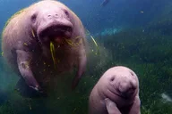 Crystal River Manatee Snorkel Tour thumbnail 6