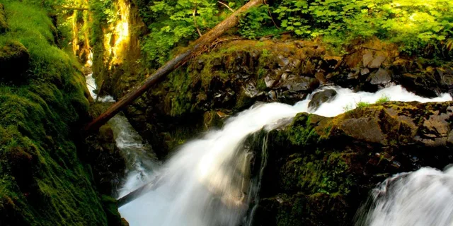 Seattle Olympic National Park Day Tour - Image 4