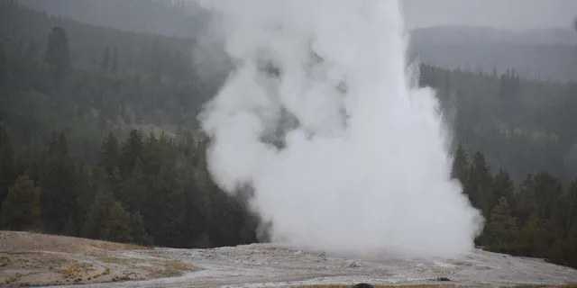 Yellowstone Wildlife Tour from West Yellowstone - Image 5