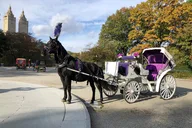 New York Central Park Horse Carriage Ride thumbnail 1