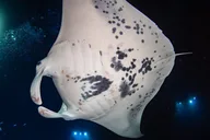 Hawaii Manta Night Dive and Snorkel 3 hr thumbnail 6