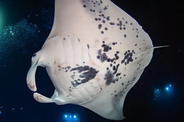 Hawaii Manta Night Dive and Snorkel 3 hr - Image 6