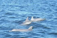 Orange Beach Dolphin Eco Cruise at Sunset thumbnail 3