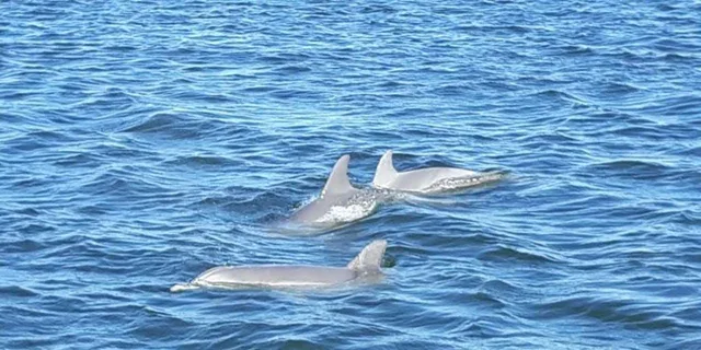 Orange Beach Dolphin Eco Cruise at Sunset - Image 3
