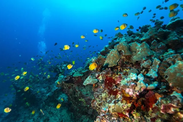 Oahu Certified Diver 2-Tank Reef Dive - Image 5
