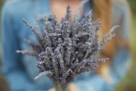 Maui Iao Valley, Distillery and Lavender Farm Tour thumbnail 1