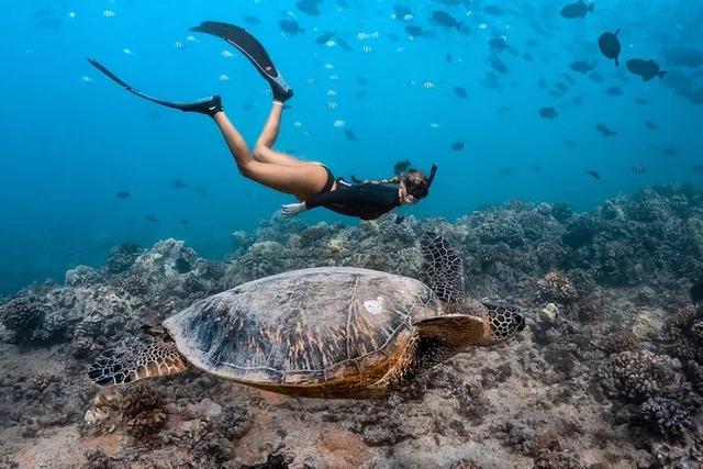 Honolulu Snorkel Tour at Turtle Canyon 90 min - Image 1