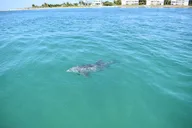 Fort Myers Tiki Boat Beach Tour thumbnail 4